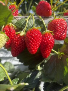 ケアセンター 羽村 とまり木 2月の様子 